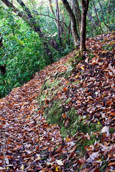 Obraz 兵庫県・三木市県立公園の秋、紅葉