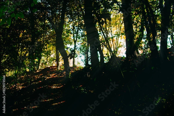 Obraz 兵庫県・三木市県立公園の秋、紅葉