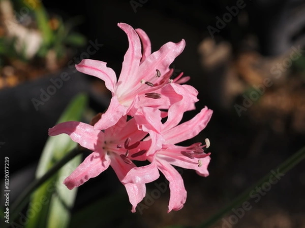 Obraz ピンクのダイヤモンドリリー