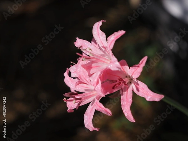 Obraz ピンクのダイヤモンドリリー