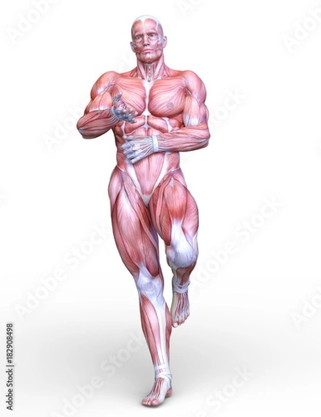 Fototapeta 男性人体模型