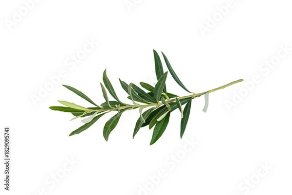 Obraz Olive branch. Olive tree. Olive tree leaves.