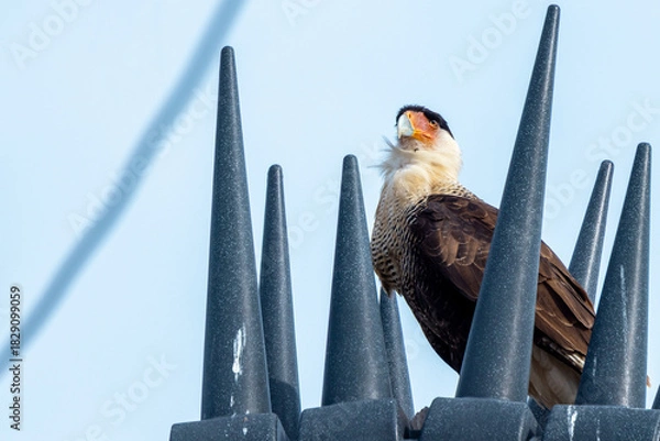 Fototapeta A crested caracara (Caracara plancus) doesn't seem to mind the spikes on the utility pole that seem like they're intended to keep birds off!  In Sarasota County, Florida