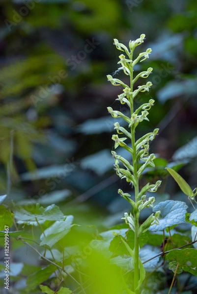 Fototapeta A green orchid at Lake June in Winter Scrub Preserve State Park in central Florida. It seems to be a species of rein orchid. Please check the ID with an expert if accuracy matters for your project.