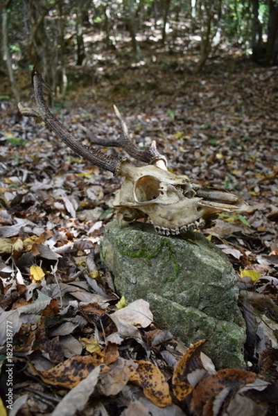 Obraz 森の中の苔むした岩に置かれた野生の鹿の頭蓋骨