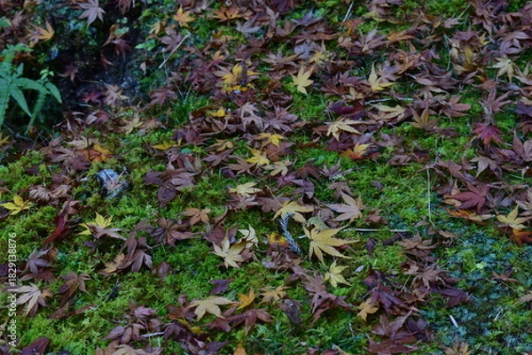 Obraz 苔むす林床を彩る落ち葉の秋模様