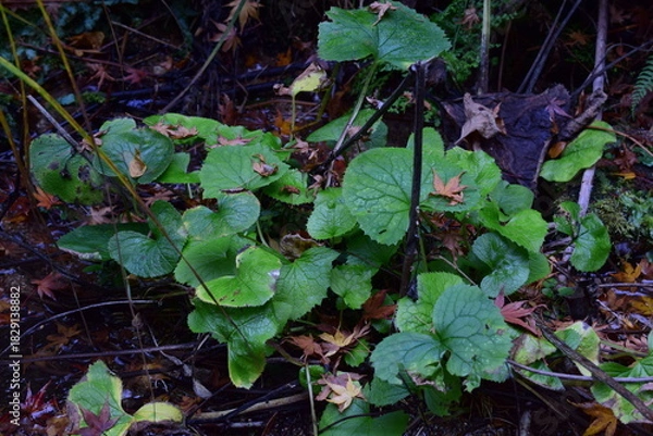 Obraz 野生のワサビ, 山葵の葉, 山の香味植物, 湿った山林, 自生する植物, 緑の群生, 山菜の風景, 自然観察, 里山の植物, 森のディテール, 湿地の雰囲気, 清流域の植物, 自然写真素材, 山林の生態系, 足元の自然, 新鮮な緑, 静かな森, 無人の自然, 山の恵み, 植物の質感, 野山の風景, 山林の空気感, ナチュラルテクスチャ, 自然の造形, 覆い茂る葉, 野外フィールドワーク, 日本の自