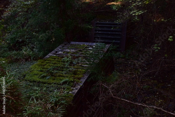 Obraz 山奥の森にひっそりと佇む苔むした廃構造物