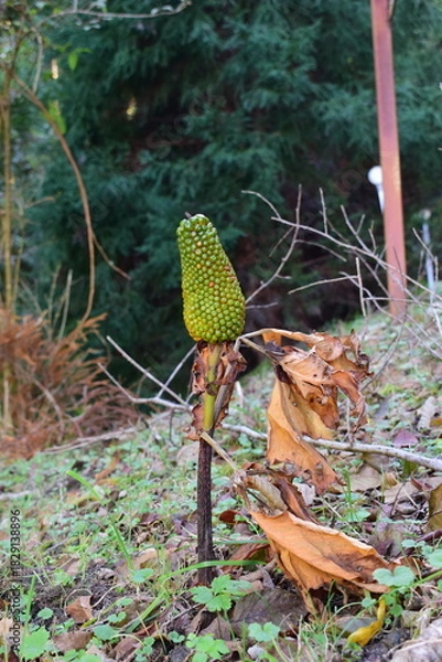Obraz 山林に自生するマムシグサの未熟な果実