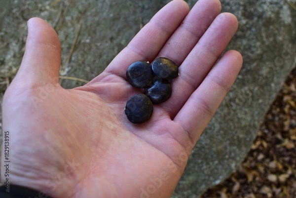 Obraz 森の中で手に取ったフジの種子のクローズアップ