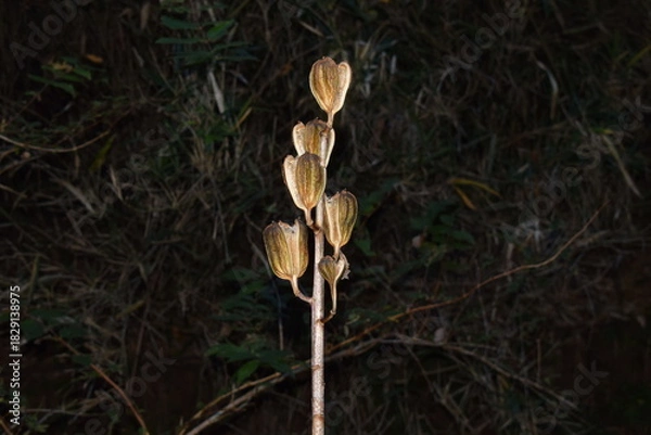 Obraz 山林に立つユリの枯れた蒴果