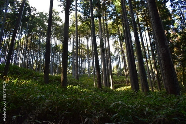 Obraz 光差し込む杉林と瑞々しい笹原が広がる静寂の森景