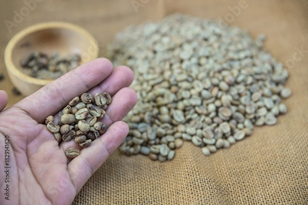 Fototapeta hand hold defect of green bean coffee checking before roasting in home