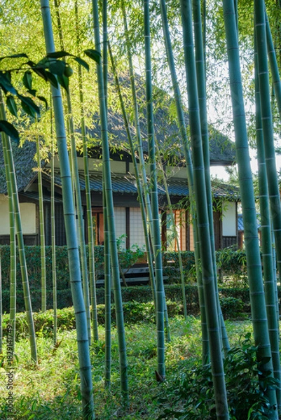 Obraz 竹林と茅葺屋根