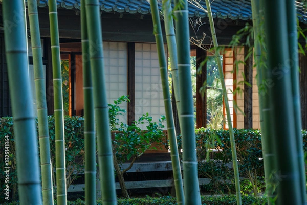 Obraz 竹林の座敷