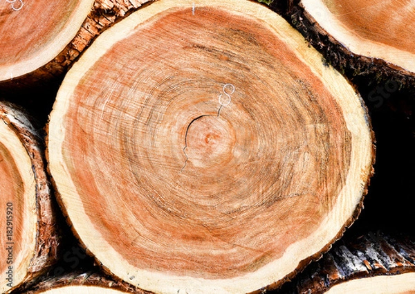 Fototapeta 杉の原木