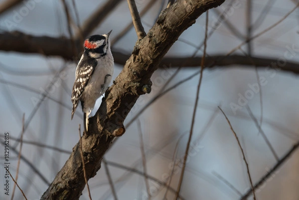 Fototapeta Downy woodpecker perched on a tree branch.