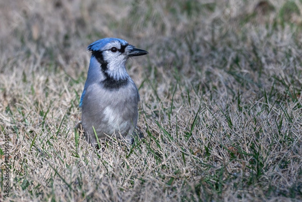 Fototapeta Closeup of a blue jay standing in the grass.