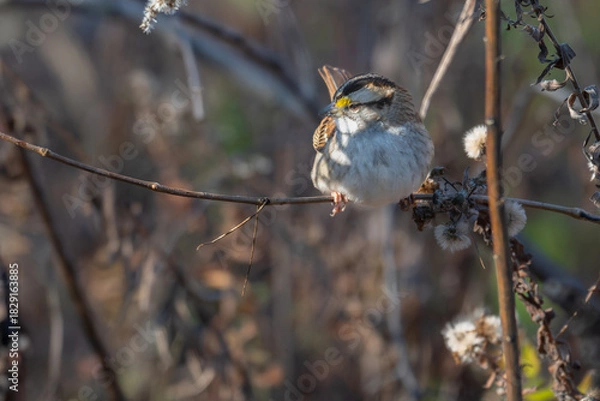 Fototapeta White-throated sparrow perched on a branch.