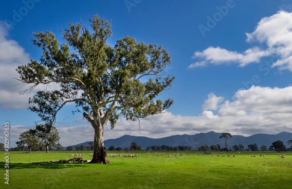 Fototapeta Sheep Grazing in the Victoria Valley - Grampian Ranges, Victoria