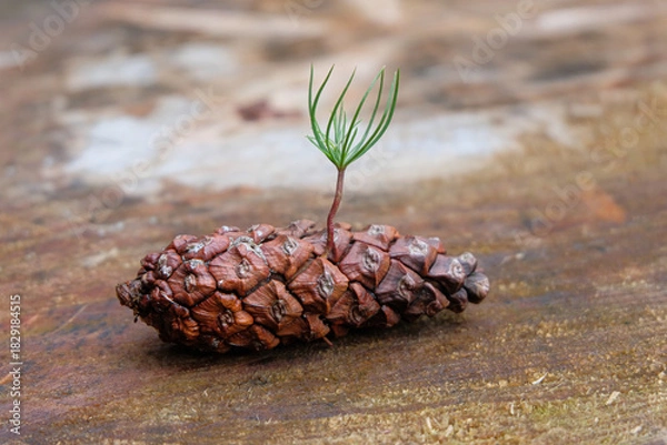 Fototapeta A small pine sprout emerging from a dried pine cone, captured on a wooden surface. The image highlights new life growing from natural forest elements, symbolizing regeneration