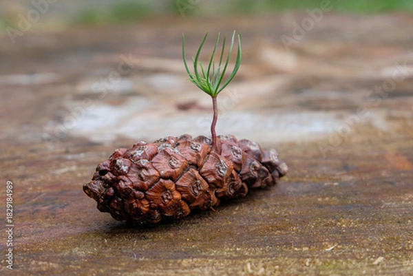 Fototapeta A small pine sprout emerging from a dried pine cone, captured on a wooden surface. The image highlights new life growing from natural forest elements, symbolizing regeneration