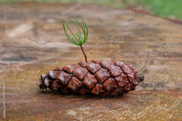 Fototapeta A small pine sprout emerging from a dried pine cone, captured on a wooden surface. The image highlights new life growing from natural forest elements, symbolizing regeneration