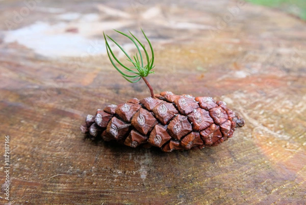 Fototapeta A small pine sprout emerging from a dried pine cone, captured on a wooden surface. The image highlights new life growing from natural forest elements, symbolizing regeneration