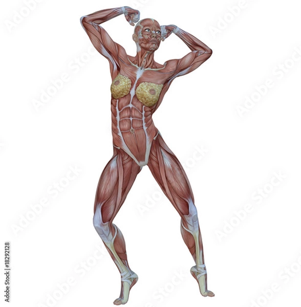 Obraz Muskeln