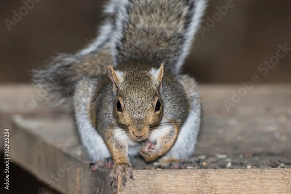 Fototapeta Gray Squirrel (Sciurus carolinensis)