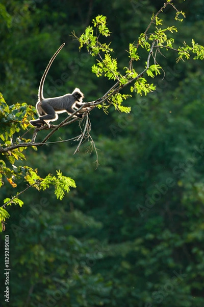 Fototapeta A Phayre’s leaf monkey leaping between trees during sunset.
