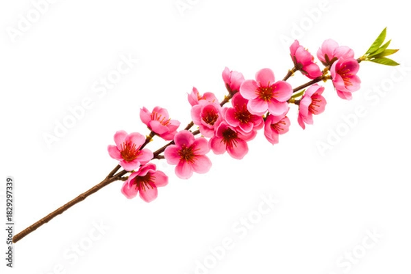 Fototapeta Blooming branch of pink artificial peach blossom flowers on a transparent background
