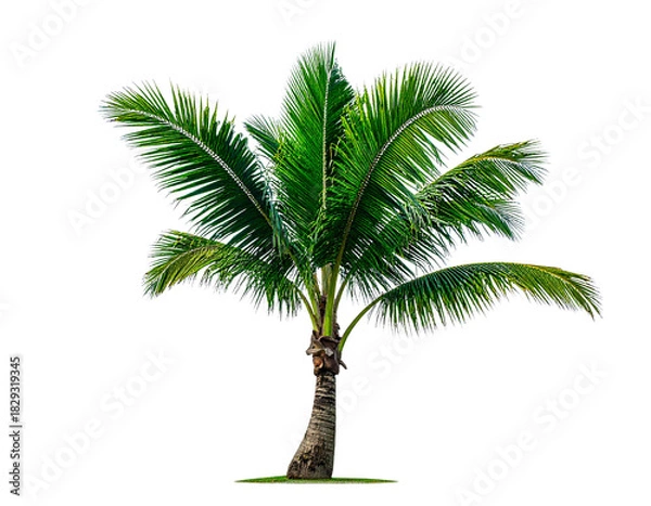 Fototapeta Young palm tree 