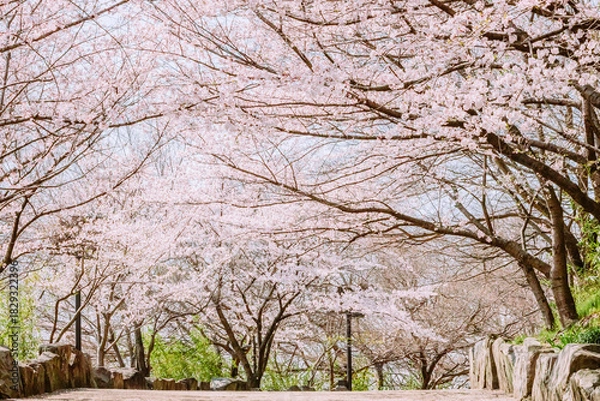 Obraz 満開を迎えた桜並木