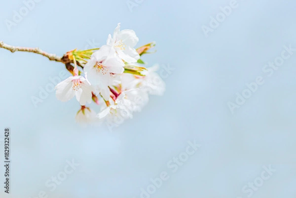 Obraz 青空に咲くソメイヨシノのクローズアップ