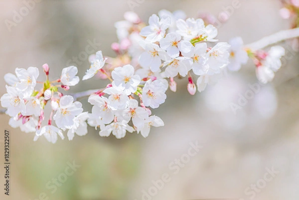 Obraz 	見頃を迎えた染井吉野のアップ