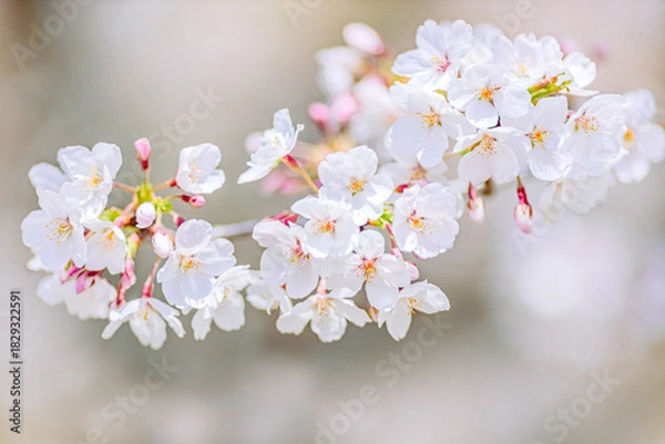 Obraz ソメイヨシノのクローズアップ