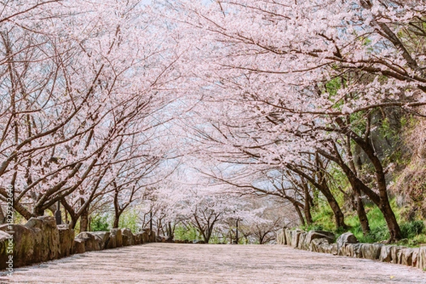 Obraz 満開になった桜の坂道