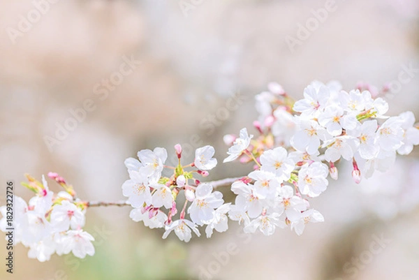 Obraz 	染井吉野のクローズアップ｜ボケ背景