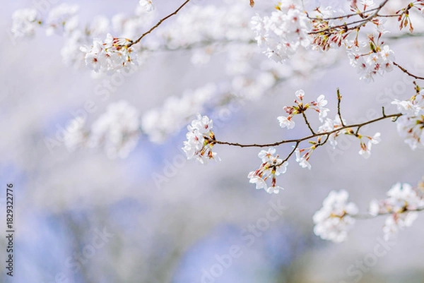 Obraz 染井吉野のクローズアップ｜ボケ背景