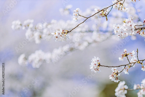 Obraz 	見頃を迎えたソメイヨシノのアップ