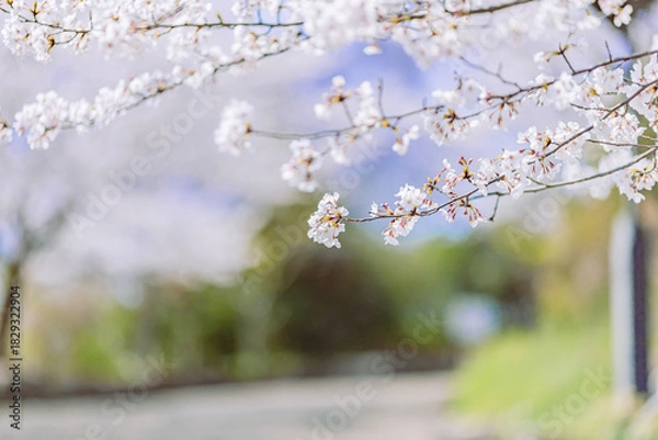 Obraz 	満開を迎えた染井吉野