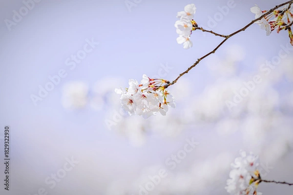 Obraz 染井吉野のクローズアップ