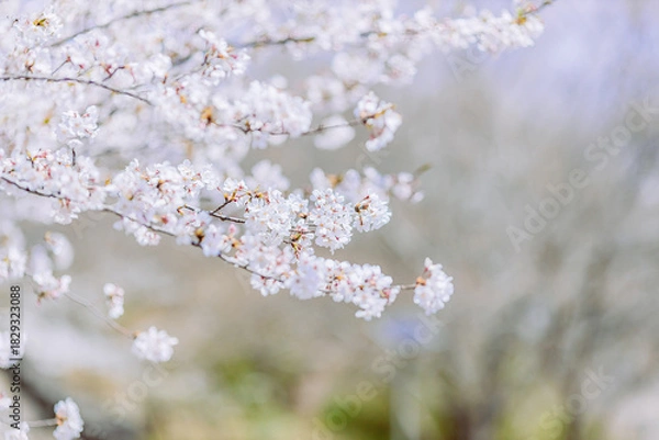 Obraz 見頃を迎えた染井吉野のクローズアップ