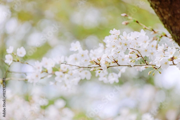 Obraz 桜の花のアップ｜ボケ背景