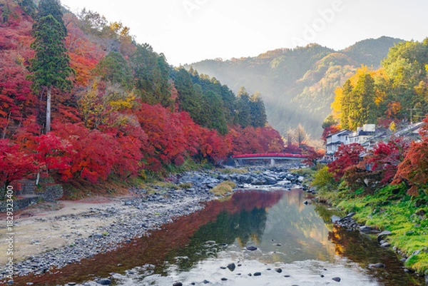 Fototapeta 朝の香嵐渓の紅葉と待月橋（愛知県j豊田市足助町）