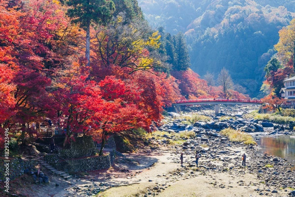 Fototapeta 香嵐渓の紅葉と待月橋（愛知県j豊田市足助町）