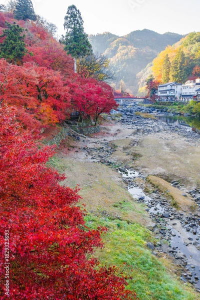 Fototapeta 紅葉に染まる香嵐渓の朝（愛知県j豊田市足助町）