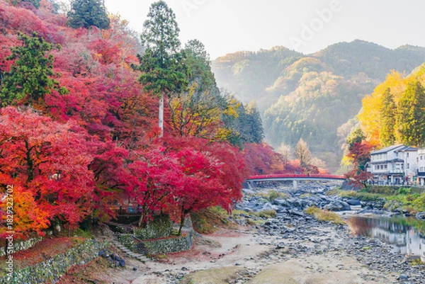 Fototapeta 紅葉に染まる香嵐渓の朝（愛知県j豊田市足助町）