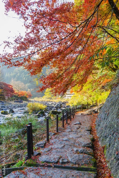Fototapeta 紅葉に染まった香嵐渓の散策路（愛知県豊田市足助町）